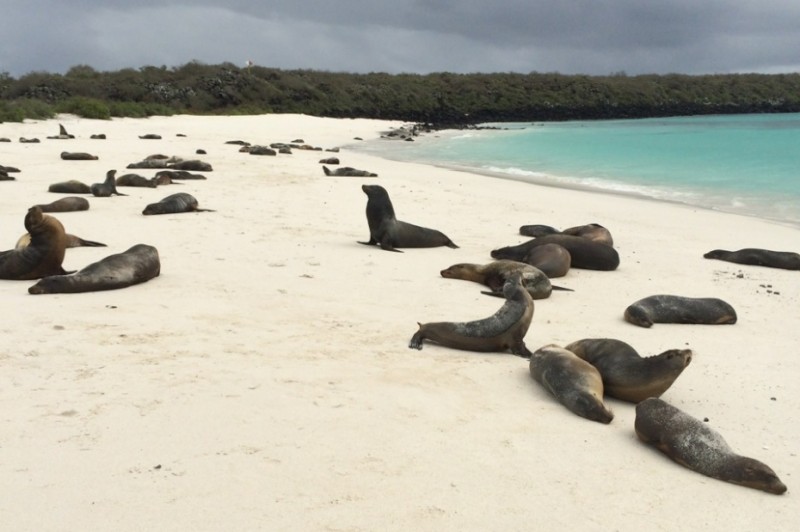 Sea-Lions-at-Gardner-Bay-Galápagos-Islands-Ecuador