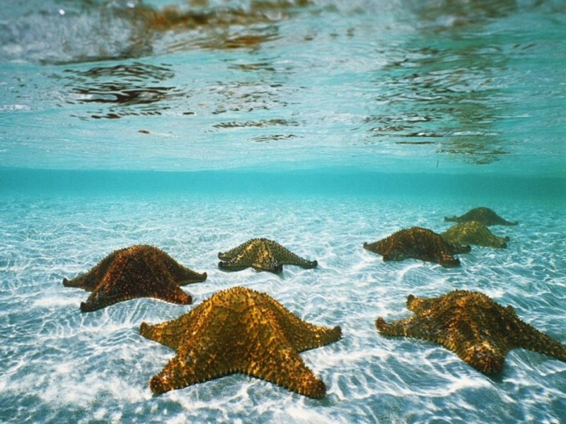 Bahamas exumas: estrelas do mar gigantes