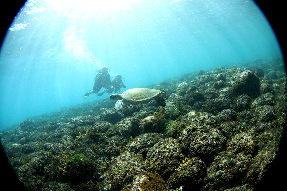 Batismo com Noronha Divers noronha divers mergulho tartaruga