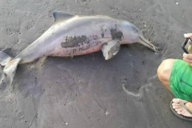 Golfinhos e tartarugas morrem por causa de turismo-vândalo