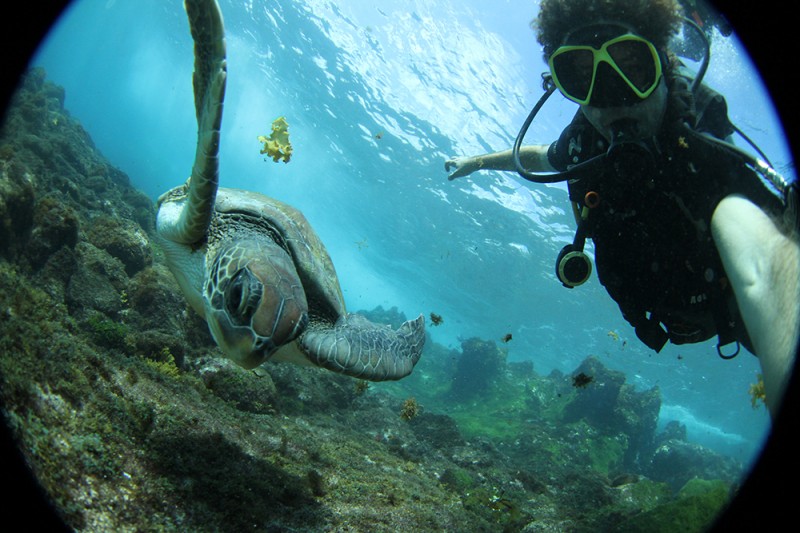 Graças ao Tamar, hoje há uma das maiores colônias de tartarugas do Brasil em Noronha Graças ao Tamar, hoje há uma das maiores colônias de tartarugas do Brasil em Noronha