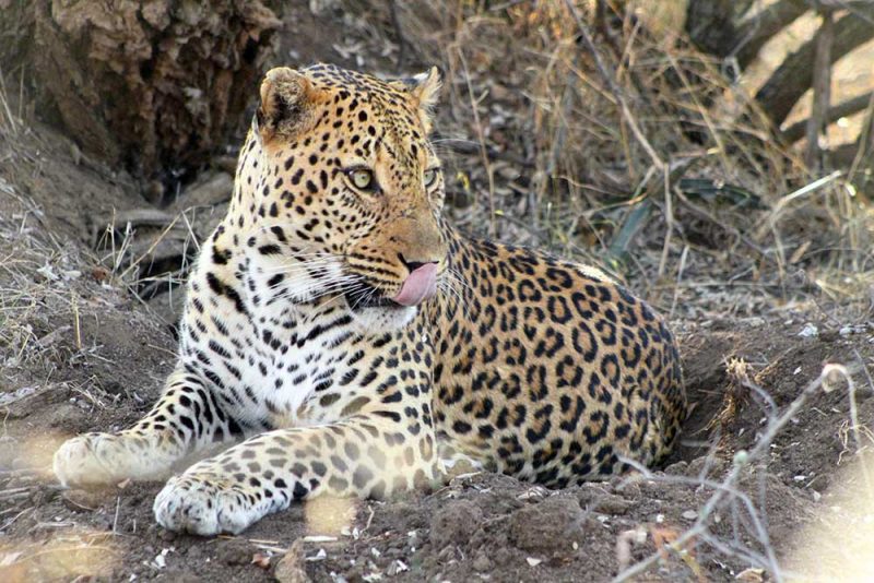 safári na África: conseguimos ver os leopardos no Sabi Sabi