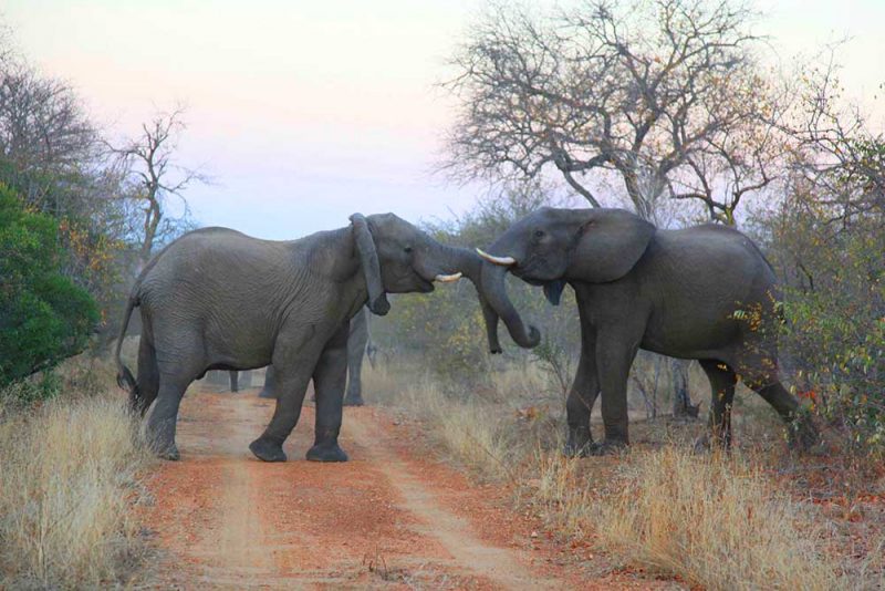 Safari Africa do Sul: momento emocionante em Thornybush