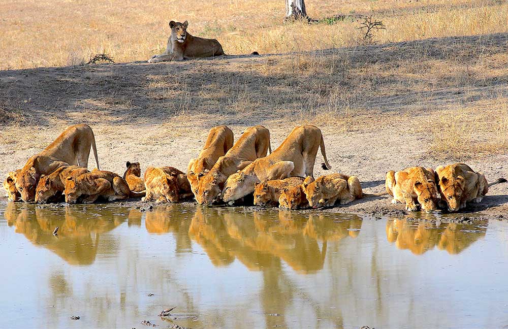 Big 5 africa do sul: onde ver