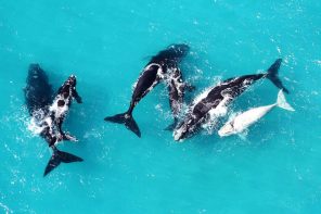 Sáfari  no mar: mais uma atração imperdível na África do Sul