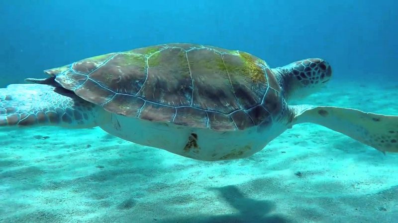 Sete atrações imperdíveis em Curaçao