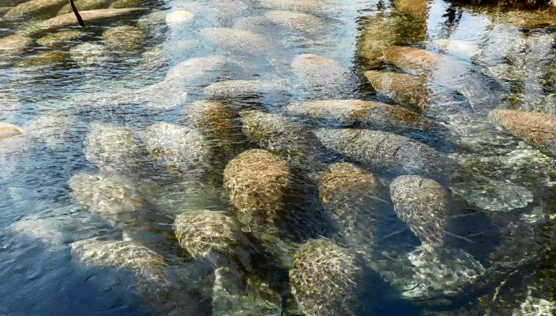 Roteiro Florida: Crystal River manatees
