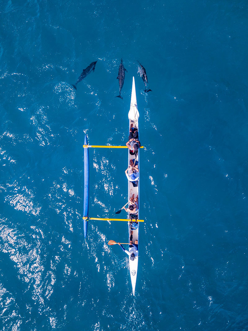 Golfinhos em Noronha: e na canoa havaiana Golfinhos em Noronha: e na canoa havaiana