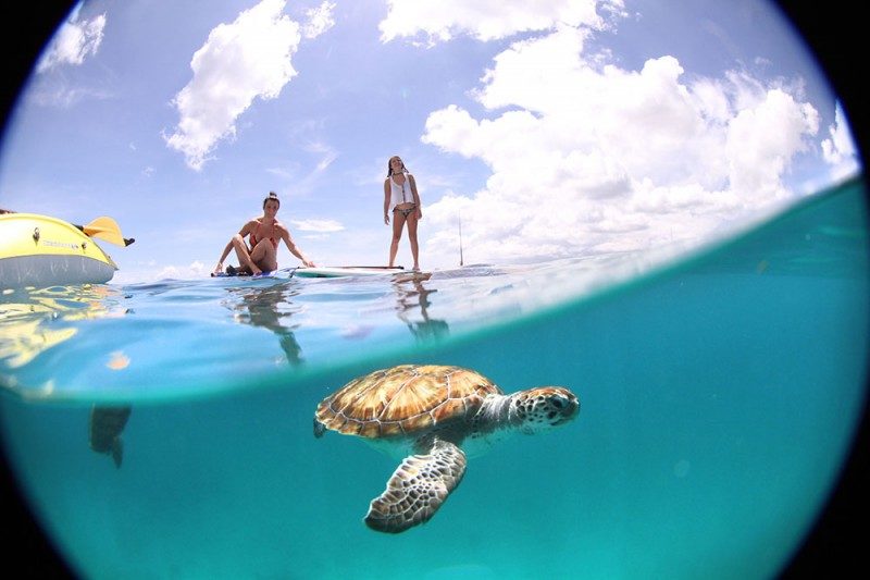 As tartarugas do Peebles Beach, em BarbadosAs tartarugas do Peebles Beach, em Barbados