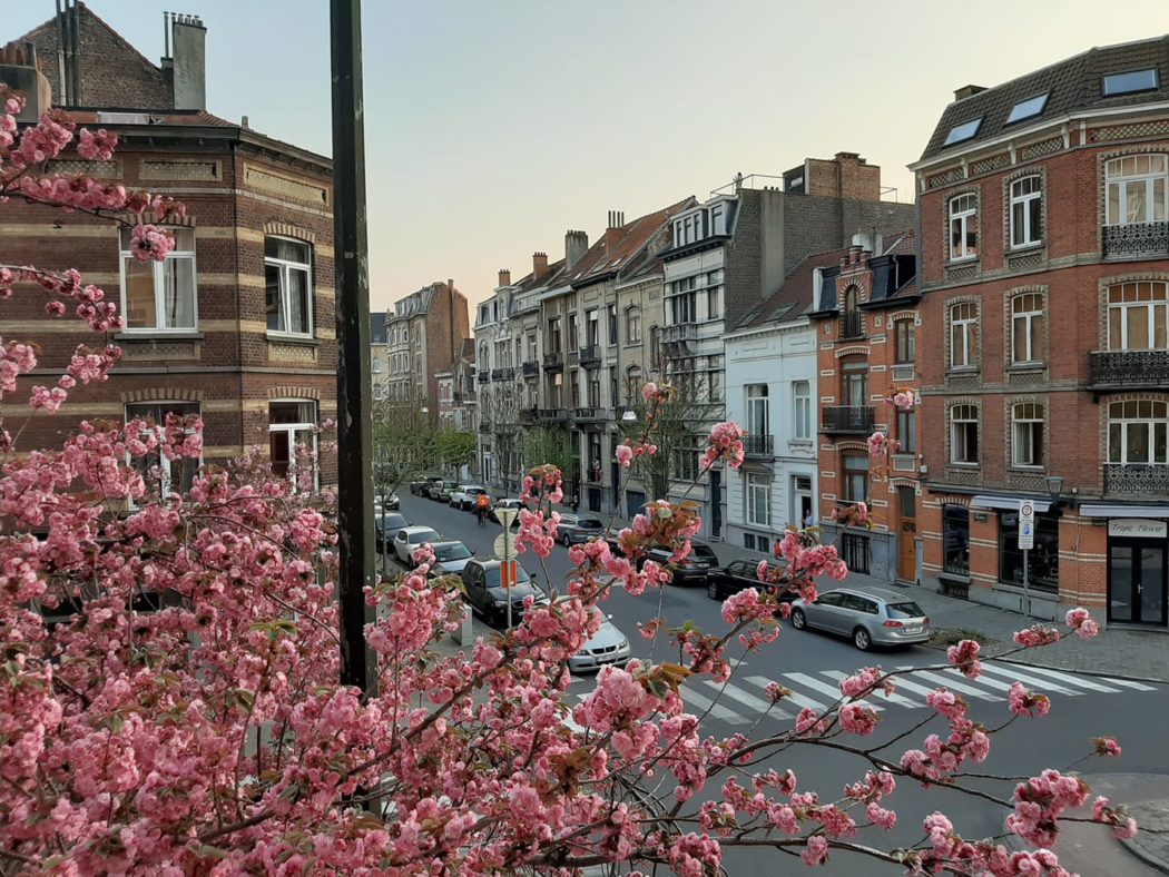 Cerejeiras e ruas vazias em Bruxelas, a partir da janela de Sophie Ho