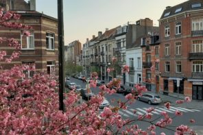 Cerejeiras e ruas vazias em Bruxelas, a partir da janela de Sophie Ho