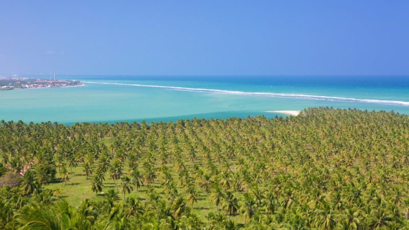 Praia do Gunga Maceió: a vista do mar e da extensão de coqueiros (Crédito: Expedia).