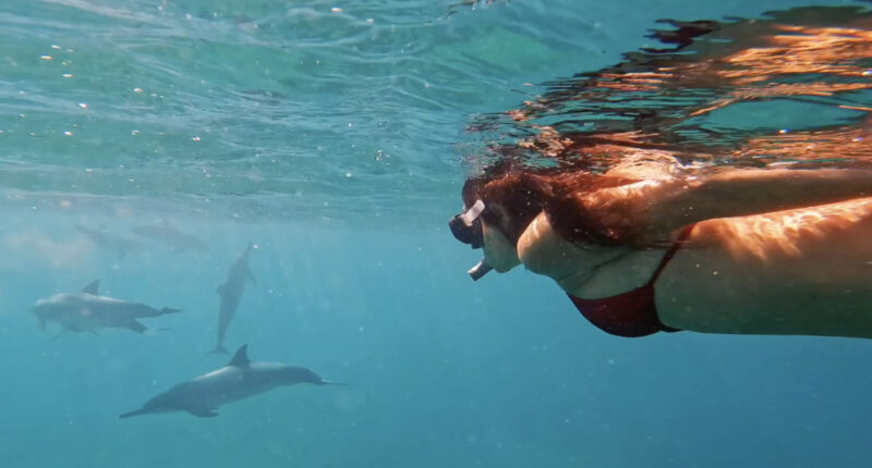 Travessia: um grupo de golfinhos passou na nossa frente