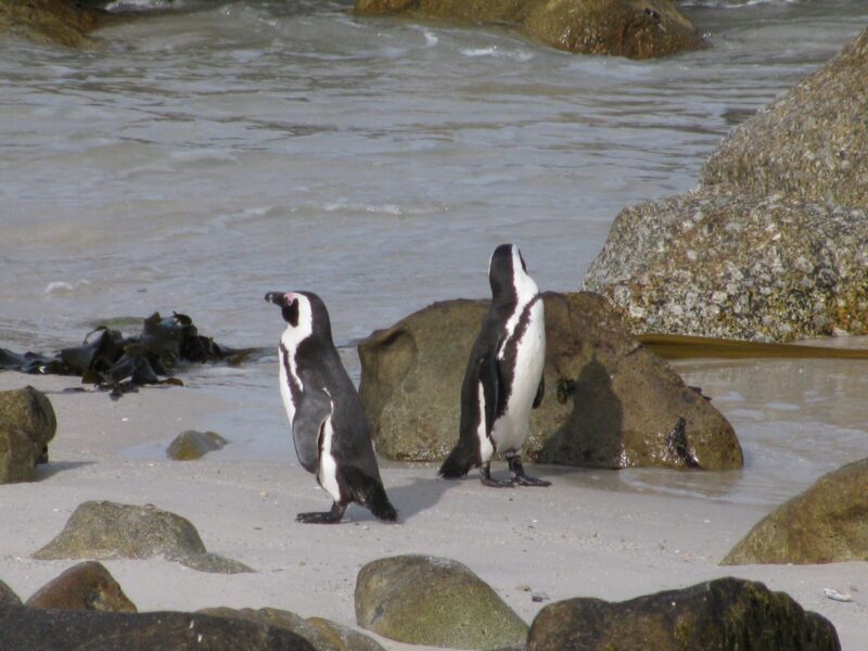 Onde ver pinguins na Cidade do Cabo: Boulder's Beach (Foto: Wikimedia Commons)
