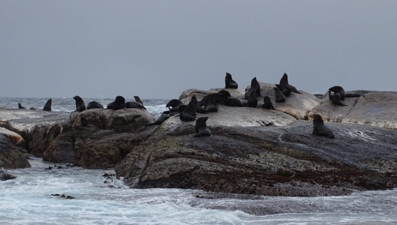 Onde ver focas em Cape Town: Duiker Island (Foto: Wikimedia Commons)