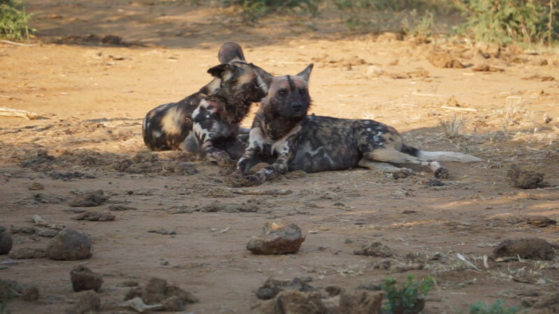 cachorros selvagens no Madkwe Game Reserve: espécie em extinção