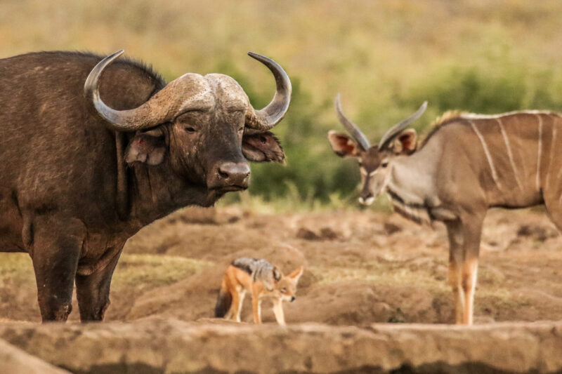 Madikwe: maior projeto de reintrodução de animais da África do Sul