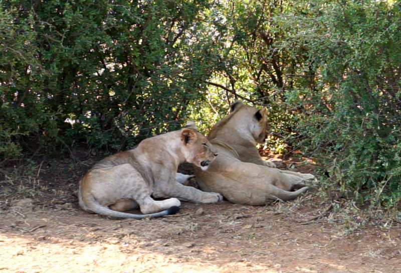 onde fazer safari na africa do sul : há mais de 40 leões da reserva