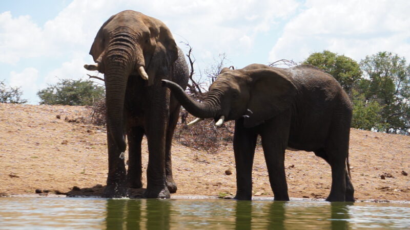 Vista dos elefantes a partir do terrapin