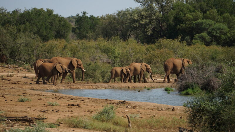 Jacis Lodge Madikwe Game Reserve: manada de elefante no lago em frente ao deck