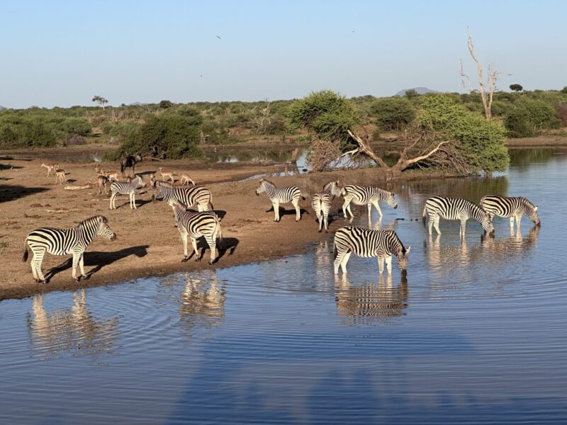 Safari Jaci's Lodge: zebras e impalas no lago